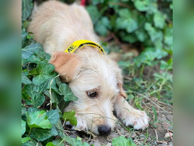 DAISY - verspieltes Hundemädchen