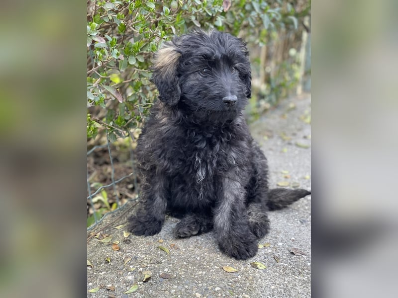 JAKE - süßer Zottel sucht seine Menschen