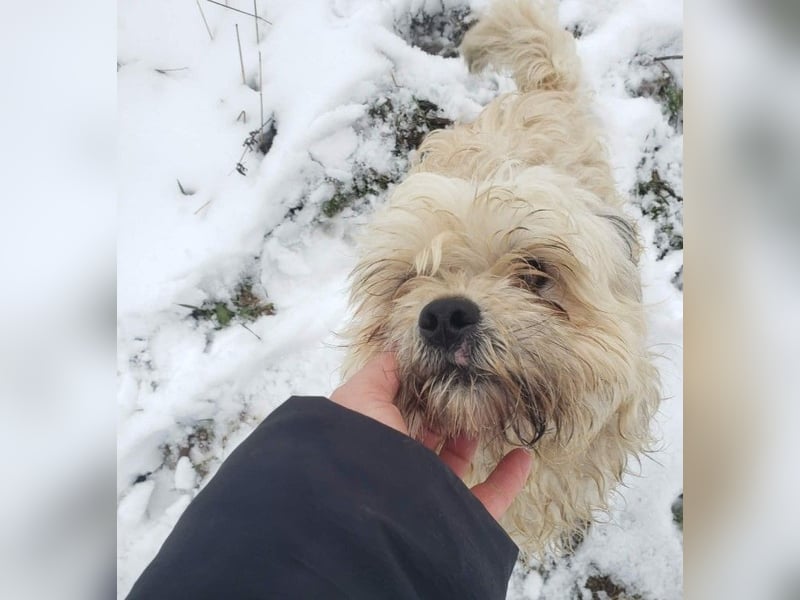 HAROO - liebevoller Zottel *reserviert*