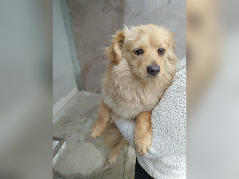 MICKY - sanfter Engel sucht seine Menschen *reserviert*