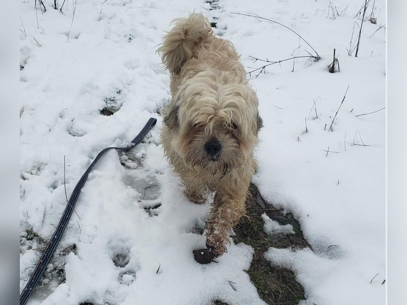 HAROO - liebevoller Zottel *reserviert*