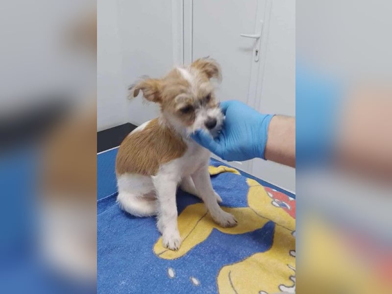 TAPSI - aufgewecktes Hundemädchen *reserviert*