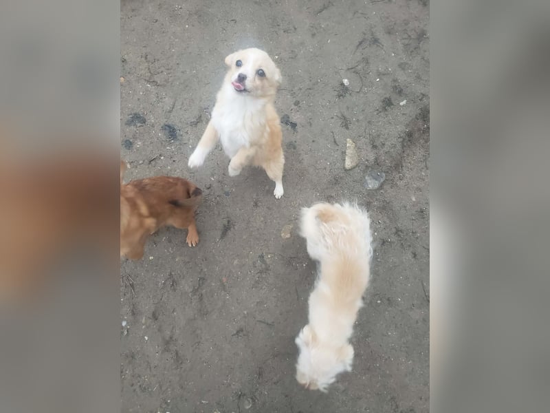 FIFI - kleine Zaubermaus *reserviert*