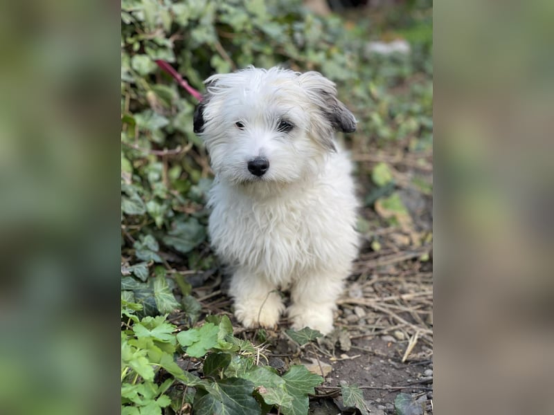 SNOWY - braucht ein eigenes Körbchen