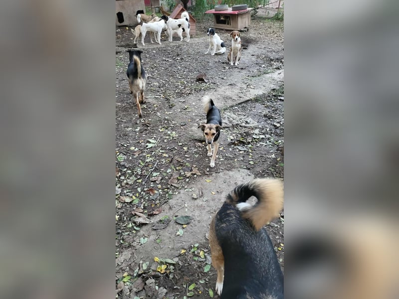 ANNIE - Traumzuhause gesucht