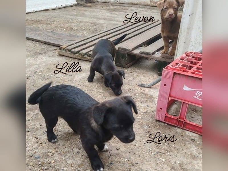 LORIS - Traumzuhause gesucht