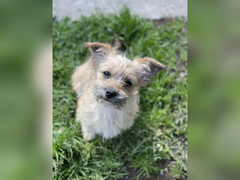 PEANUT - kleine Frohnatur sucht ihre Menschen