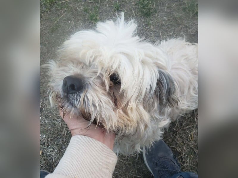 HAROO - liebevoller Zottel *reserviert*