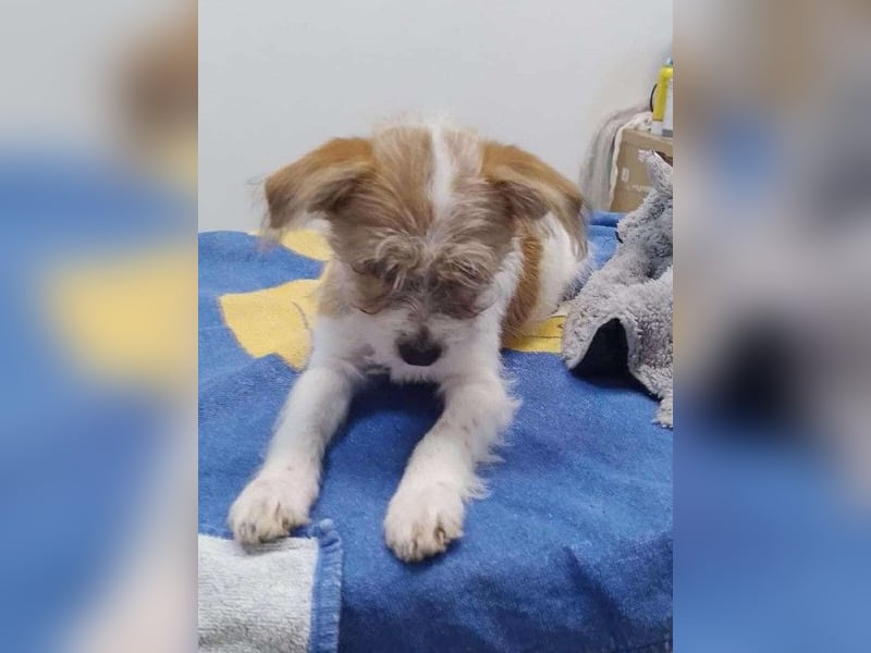 TAPSI - aufgewecktes Hundemädchen *reserviert*