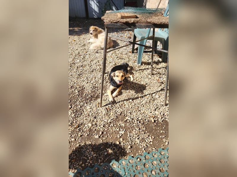 ANNIE - Traumzuhause gesucht