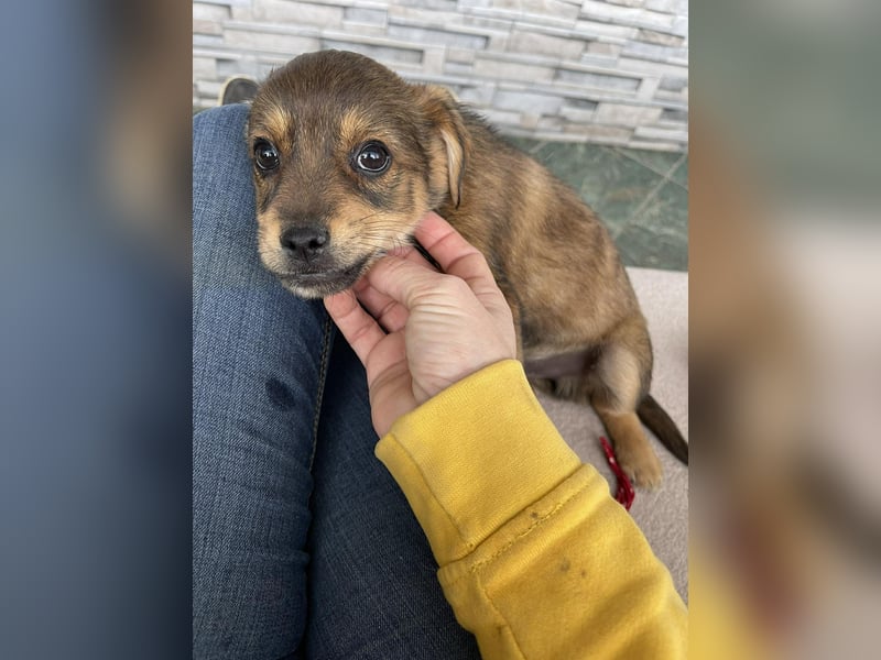 PETER - kleiner Herzensbrecher