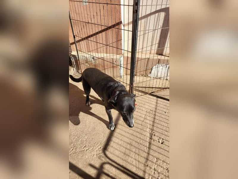 VIO - Hundeopa sucht ein liebevolles Zuhause