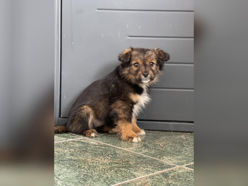 PENNY - kleine Zuckermaus