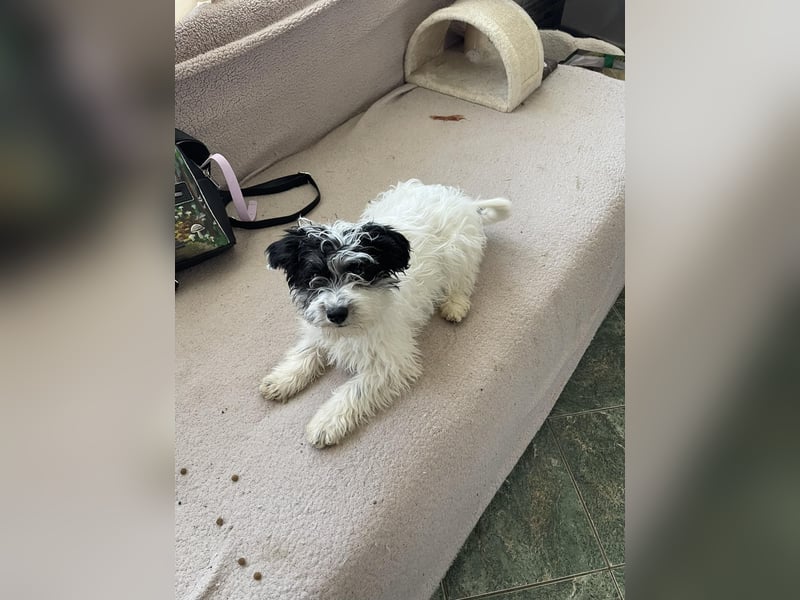 PATCH - sanfte Seele sucht seine Menschen