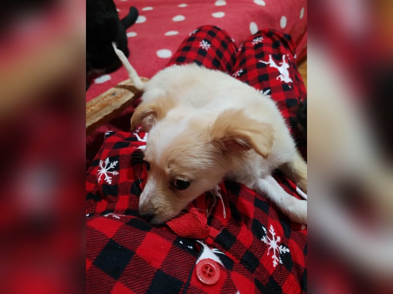 MAGGIE - kleine Hundedame