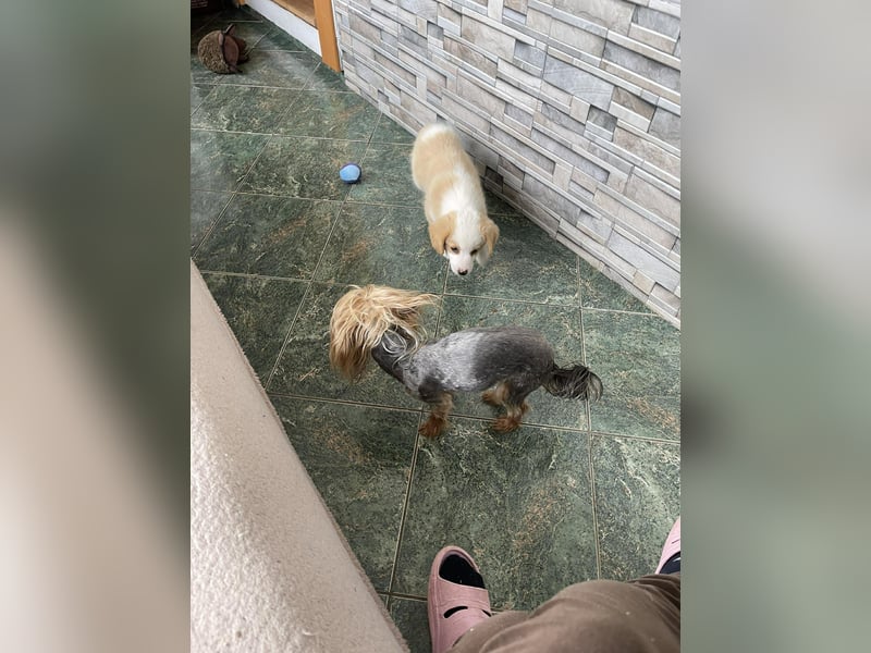 PERRY - kleiner Zuckerbub *reserviert*