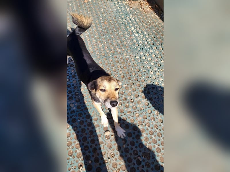 ANNIE - Traumzuhause gesucht