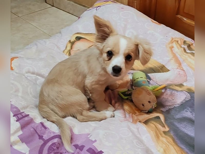 ZIZIE - liebevolles Hundekind