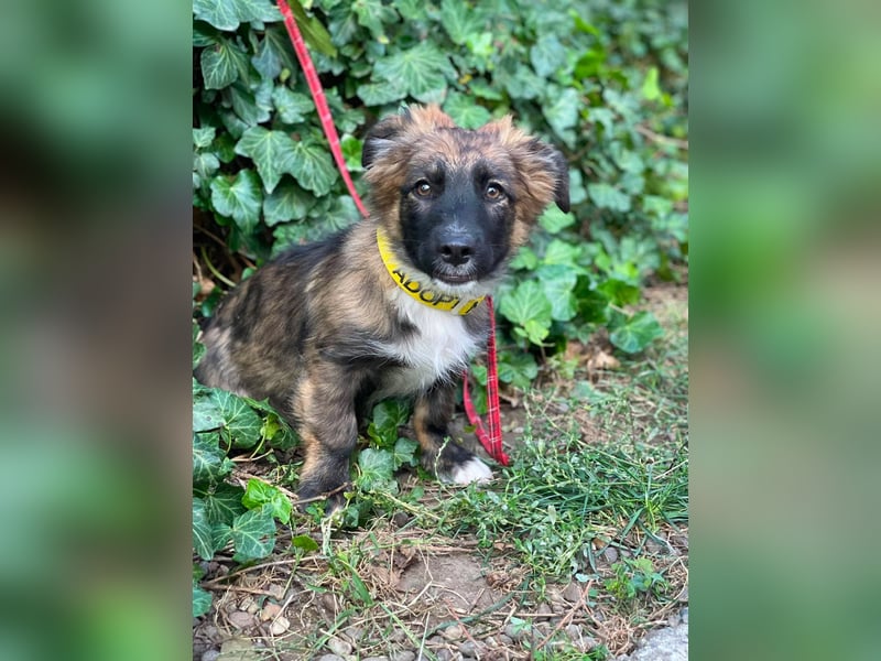 COOPER - verspielter Schatz