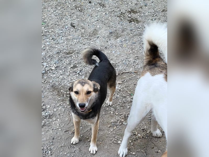 ANNIE - Traumzuhause gesucht