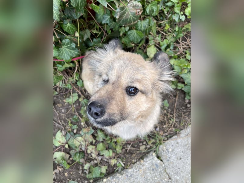 LUPIN - einäugiger Schatz sucht seine Menschen