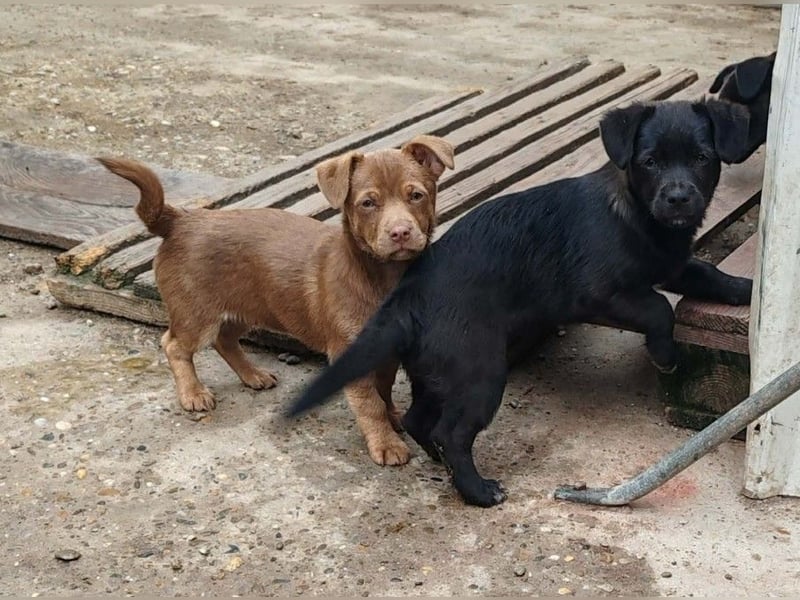 LILLA - schwarze Schönheit