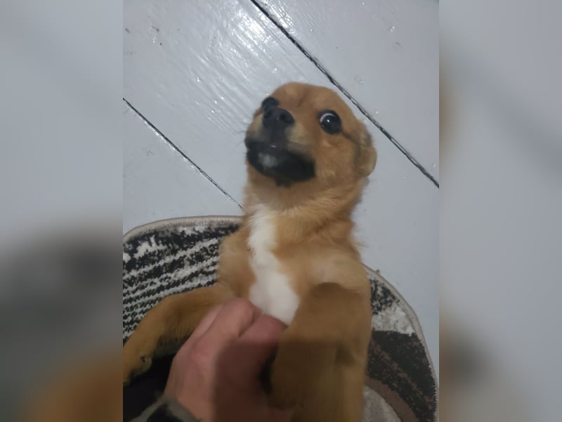 TOTO - kleine Frohnatur *reserviert*