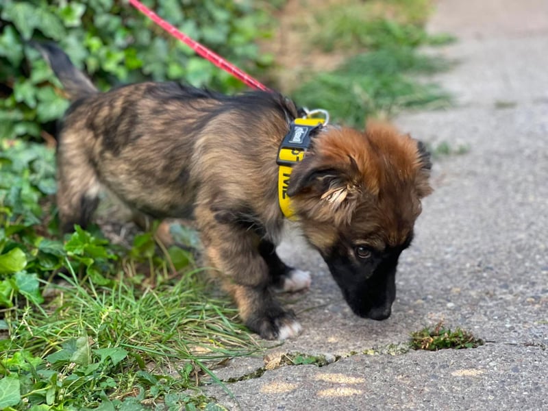 COOPER - verspielter Schatz