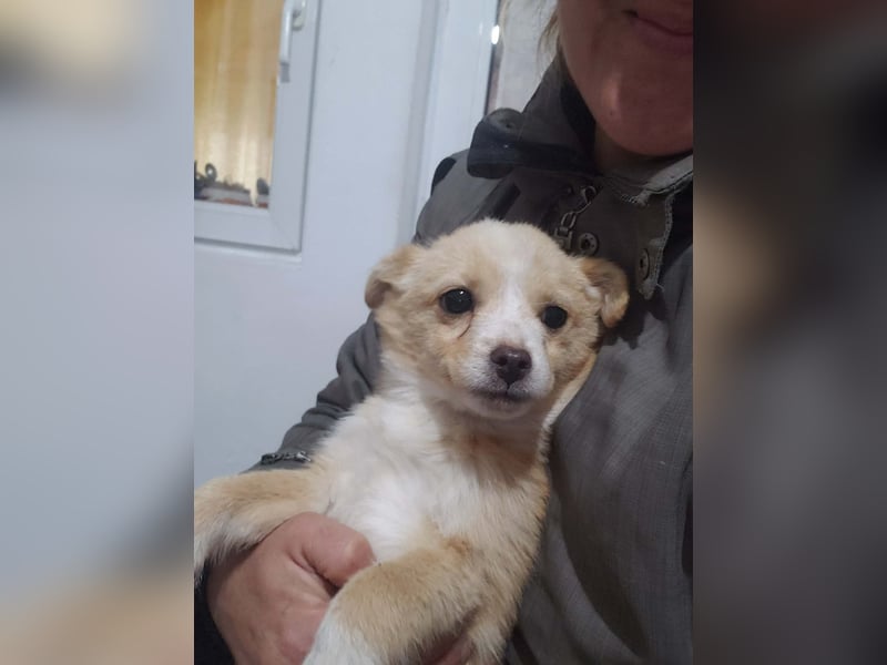 FIFI - kleine Zaubermaus *reserviert*