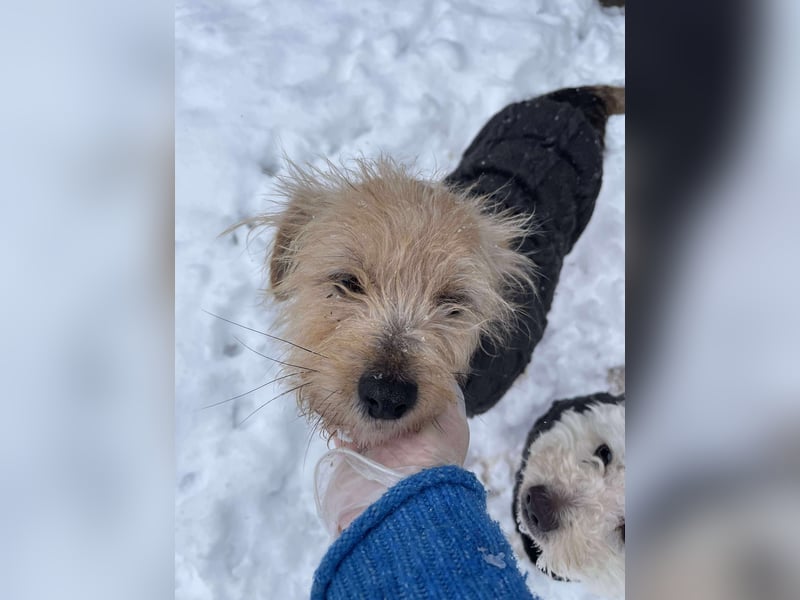 PIP - liebevolle Hundedame