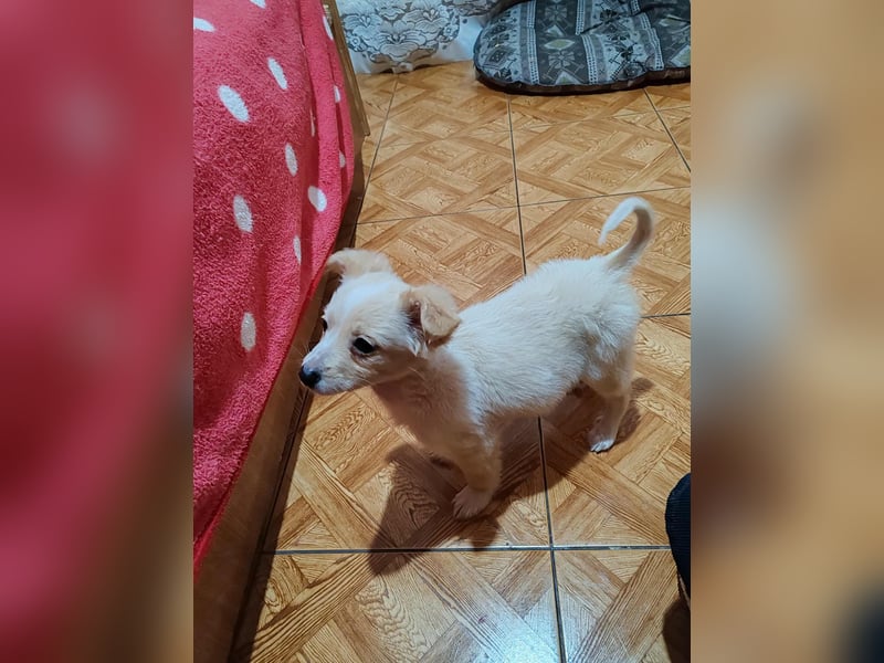 MAGGIE - kleine Hundedame