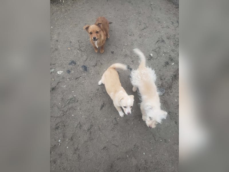 FIFI - kleine Zaubermaus *reserviert*