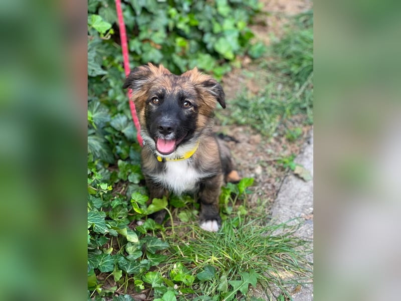 COOPER - verspielter Schatz