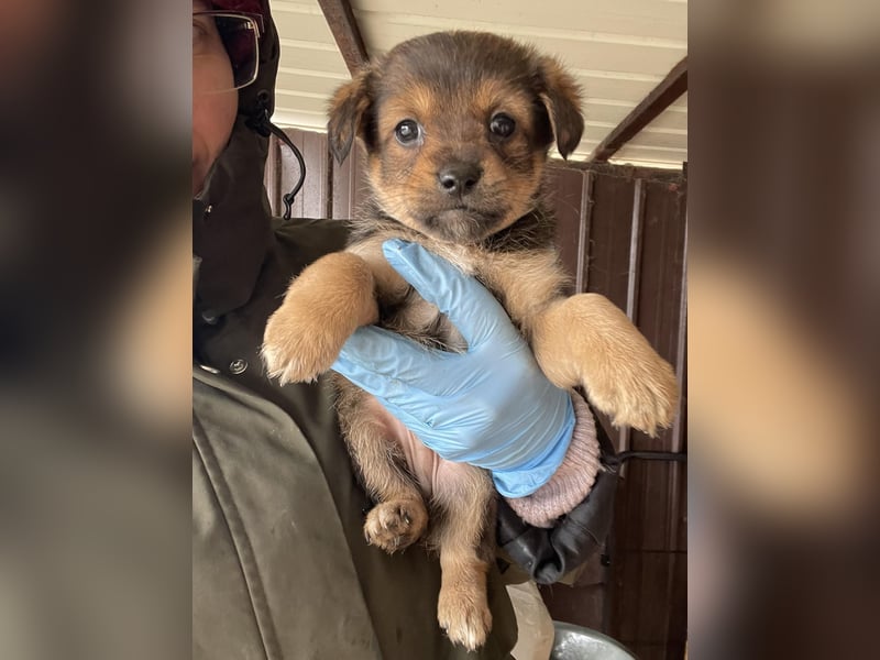 PETER - kleiner Herzensbrecher