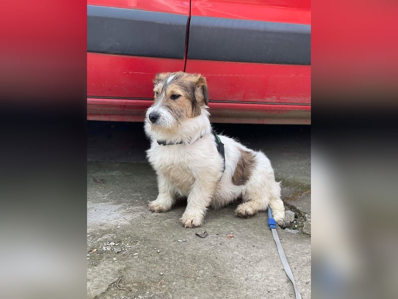 BRODIE - ist bereit für Abenteuer *reserviert*