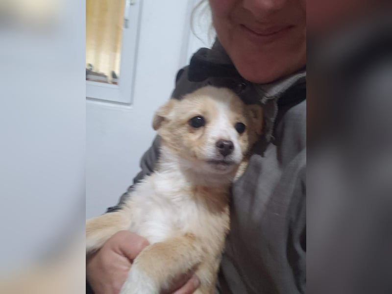 FIFI - kleine Zaubermaus *reserviert*