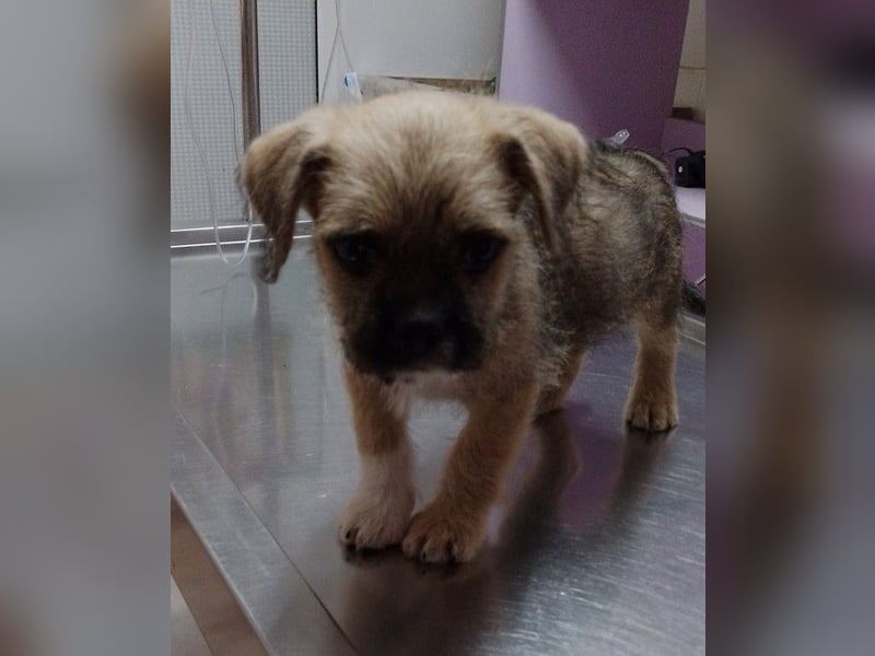 JOSHI - kleiner Zuckerschatz