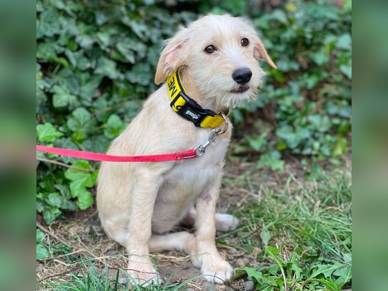 DAISY - verspieltes Hundemädchen