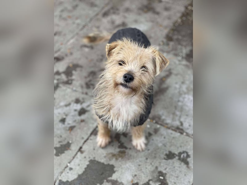 PIP - liebevolle Hundedame