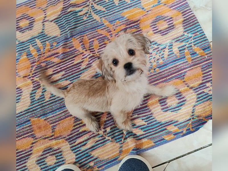 PIXEL - Traumzuhause gesucht