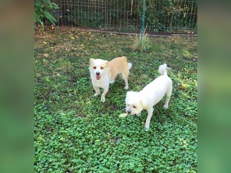 MANUEL - braucht sein eigenes Körbchen