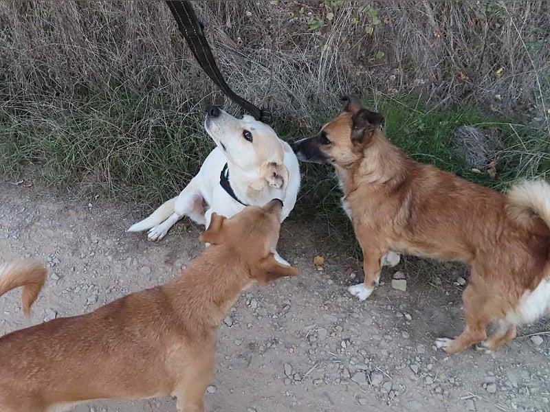 JOY - hofft auf tolle Menschen