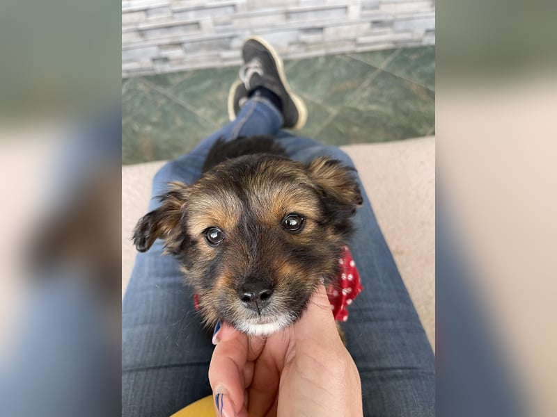 PENNY - kleine Zuckermaus