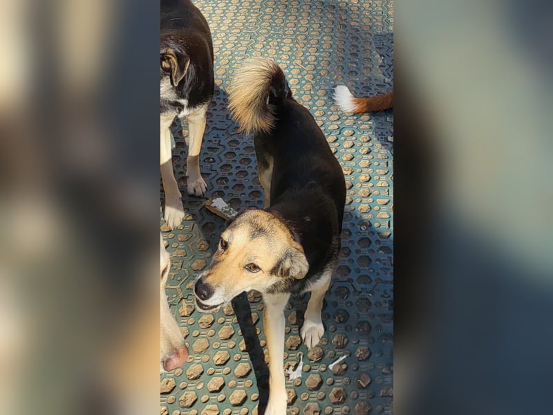 ANNIE - Traumzuhause gesucht