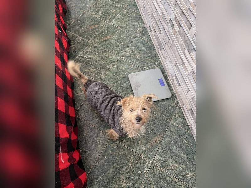 PIP - liebevolle Hundedame