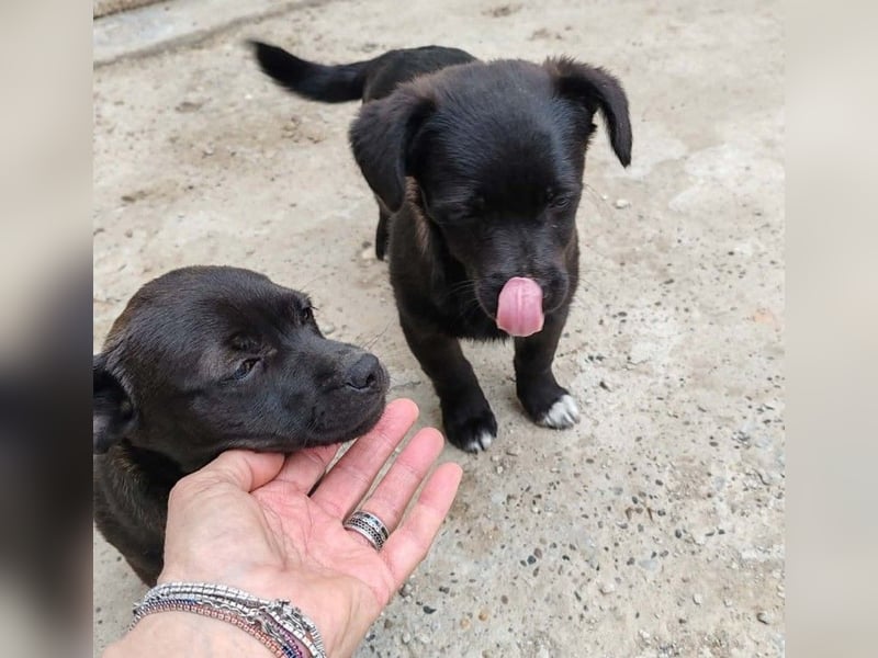 LORIS - Traumzuhause gesucht