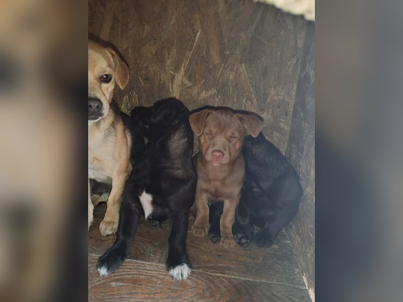 LEVON - darf er mit dir die Welt entdecken?