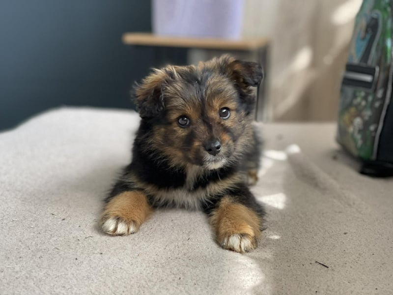 PENNY - kleine Zuckermaus