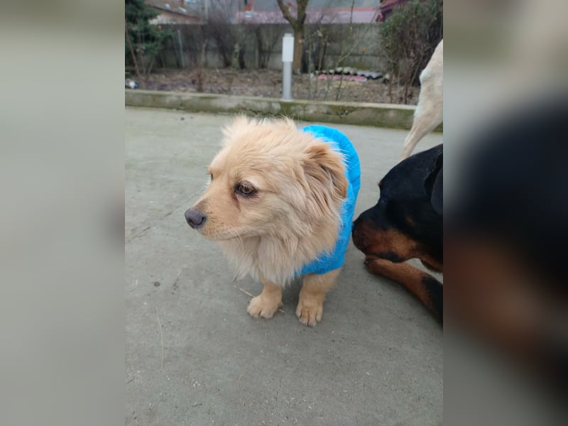 MICKY - sanfter Engel sucht seine Menschen *reserviert*