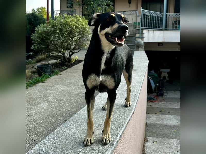 FRIEDA - sucht ihren sicheren Hafen